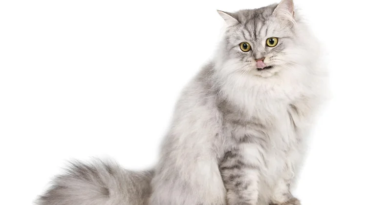 Spezialfälle: Ängstliche und ältere Katzen