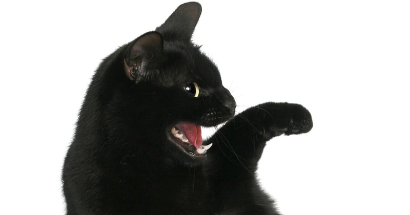 Clickertraining Katze: So klappt’s mit dem Klicker in 7 Schritten